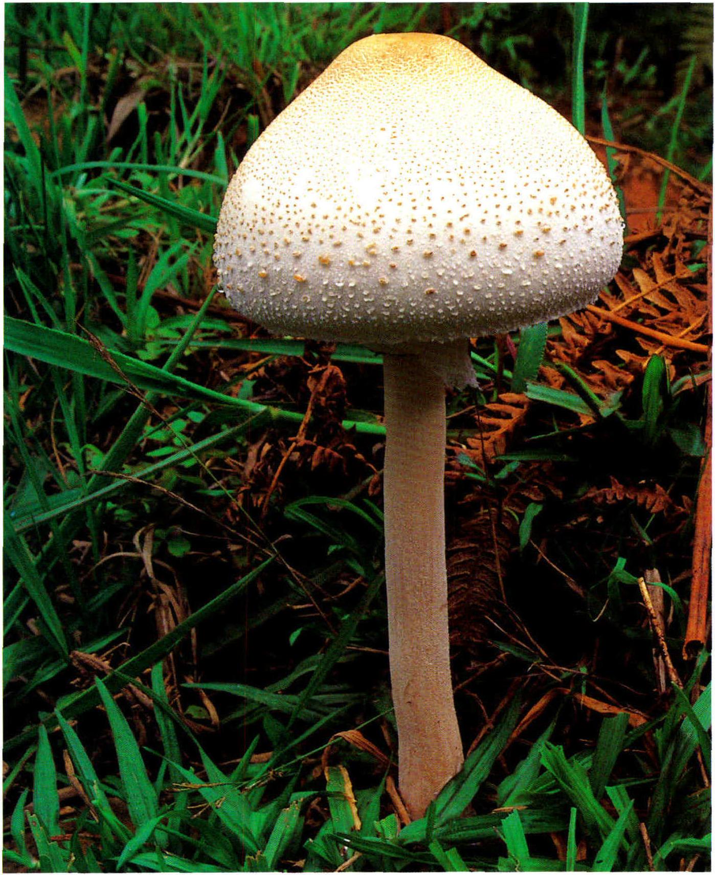 Macrolepiota dolichaula (Berk.et Br.) Pegler et Rayner